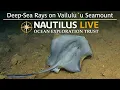 Download Lagu Deep-Sea Rays on Vailulu’u Seamount | Nautilus Live