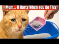 Stop Doing THESE Mistakes With Your Cat s Litter Box - It s Hurting Them