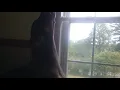 Skye the German Shorthaired Pointer howling