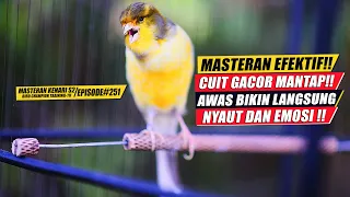 Download #251 Masteran Suara Burung Kenari Gacor Panjang cuit cuit Ngerol untuk Pancingan Kenari! [S2] MP3