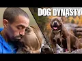 RIP Kong - The Tragic Death Of A Dog Dynasty Legend DOG DYNASTY