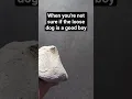 Download Lagu puppy or predator?#rock #funny #memes #jokes