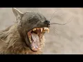 Download Lagu Brown Hyenas of Namibia: one of the world’s rarest carnivores