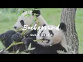 Gong Xi Fa Cai | Panda Fist | Lunar New Year