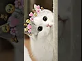 Download Lagu short kucing lucu imut Kawai😻🐈part 1