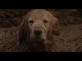Download Lagu homeward bound: the incredible journey (1993) - shadow falls into mud *req* *reupload*
