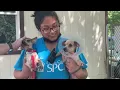Yorkshire terriers rescued by Ulster County SPCA