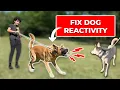 How to ACTUALLY Fix Your Dog s Reactivity Free 2-Hour Course