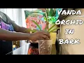 Potting Up My Lowes Vanda Bag Baby Into Bark