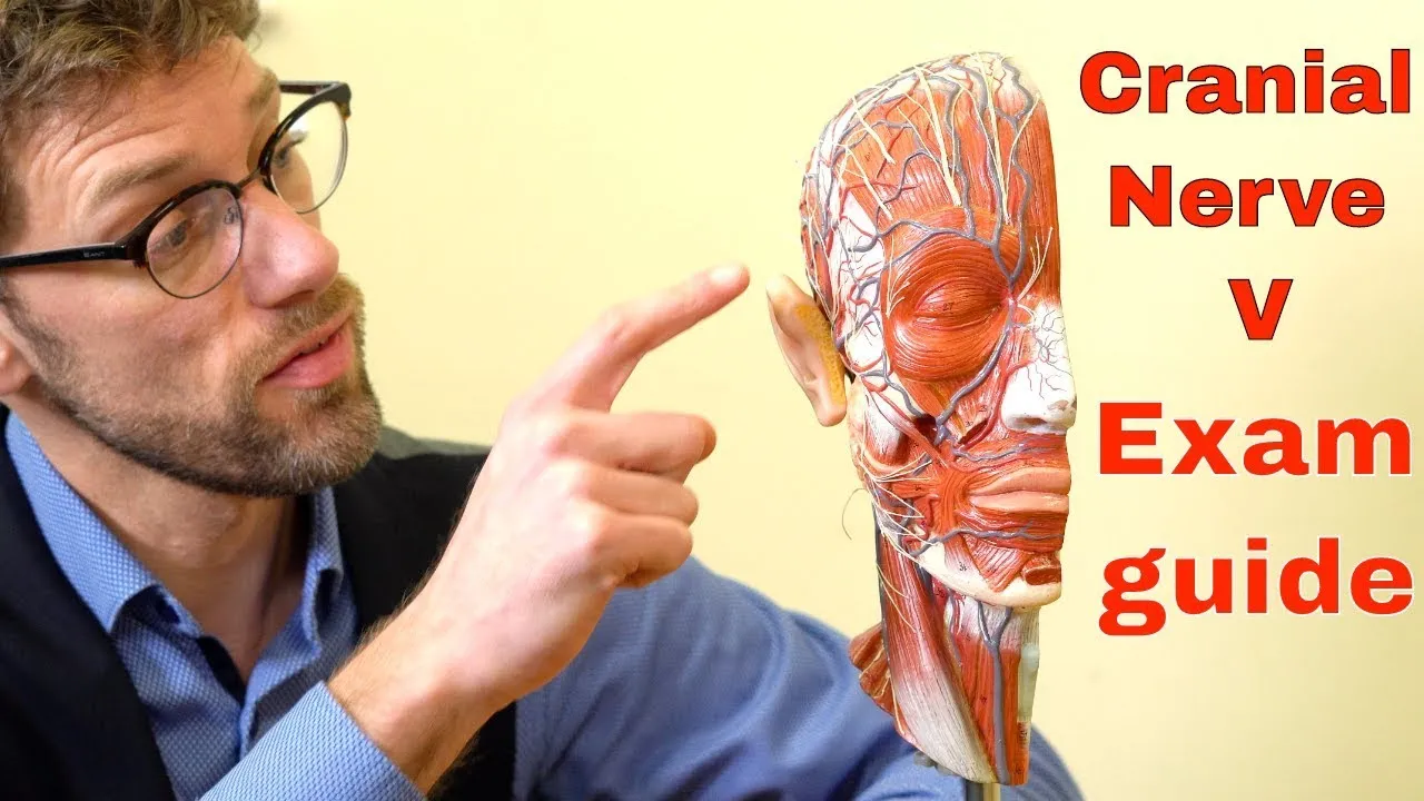 Cranial Nerve V: The Trigeminal Nerve – Your Ultimate Guide To Cranial Nerve Examination - Dr Gill