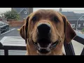 Pet Friendly Hotel Hallmark Resort Cannon Beach - Wash Off Area Review