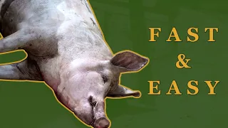 How to remove hair from a Pig – Easier and cleaner than skinning | A Free Range How-To #1