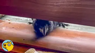 Wild Crow Knocks On Window To Play With Cat and Dog Every Day