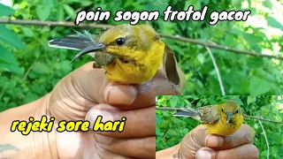 Download mikat burung sogon dapat sogon trotol dan ijoan istimewa#mikatsogon#sogonbahan MP3