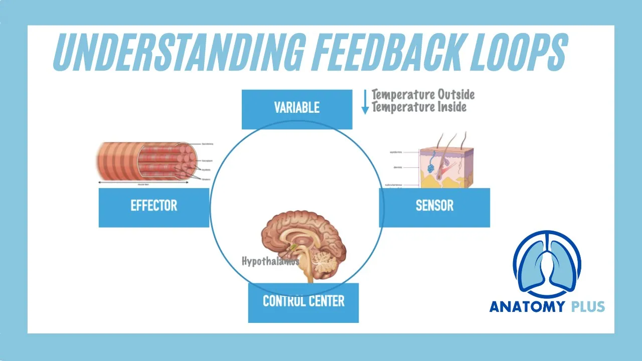 What are Feedback Loops?