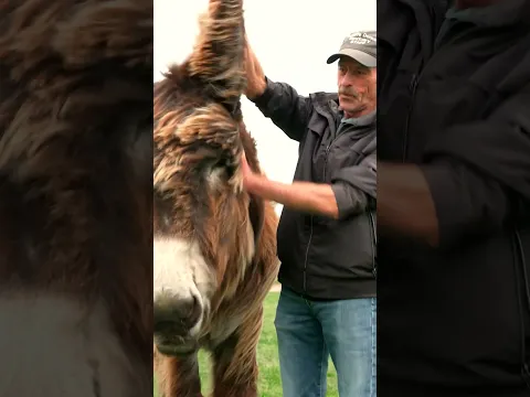 World's TALLEST donkey! 🤩