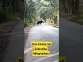 Download Lagu Indian bison crossing road in Satara #bison #viral #wildlife #satara