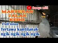Jalak kebo gacor full isian tertawa kuntilanak dan manggut-manggut