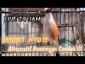 Lagu SUARA BURUNG CENDET GACOR FULL TEMBAKAN BONGKAR ISIAN MEWAH MATERI KEKINIAN