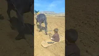 ياحليب الناقه دندنها