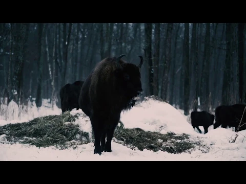 Trailer | Invisible Paradise | Darya Yurkevich