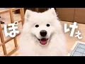 Download Lagu サモエドがラウンジでくつろぎ過ぎた日