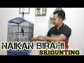 Download Lagu TIPS PERAWATAN SIMPEL SRIGUNTING  ABU-ABU BAKAL CEPAT GACOR
