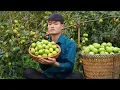 Download Lagu Harvesting vegetables, Apple orchard, Bring to market to sell