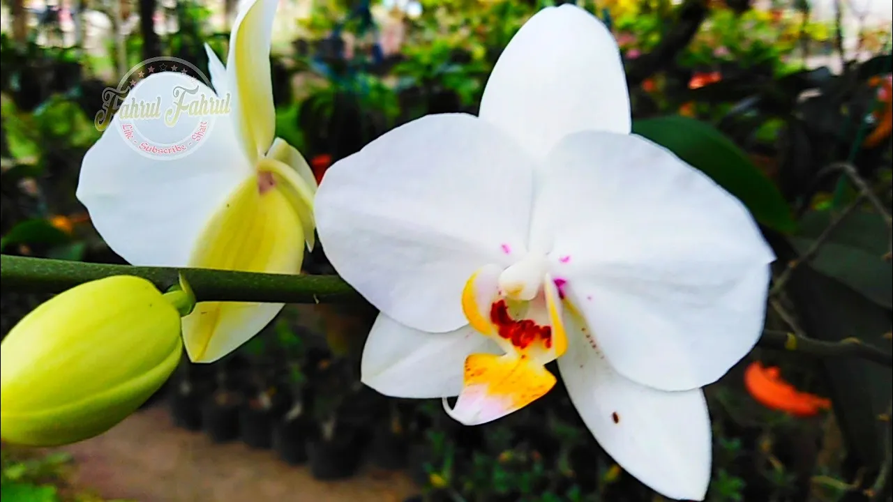 MOON ORCHIDS IN POTS