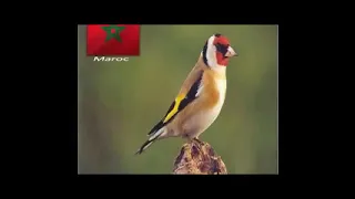 احسن تغريد صوت لصيد الحسون المهاجر 2025 مجرب  احسن تغريد صوت لصيد الحسون المهاجر 2025 مجرب