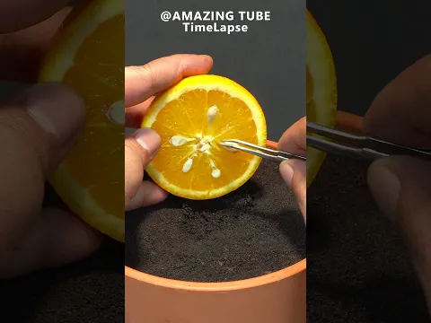 Growing Tomato - Orange Tree Time Lapse