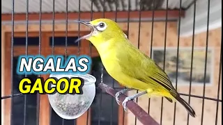 pancingan pleci ngalas paling jitu