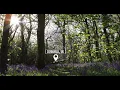 UK Nature Sounds | Bird Song in the Forest | Mediation Sounds | WWF