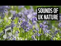 Download Lagu Suara Alam Inggris | Kicau Burung di Hutan | Suara Meditasi | WWF
