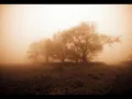 Misty Morning wmv