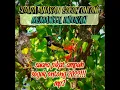 Download Lagu suara anakan sogok ontong memanggil indukan, pikat ampuh mp3. jangan lupa subscribe terimakasih.