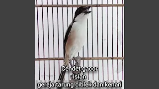 cendet gacor isian gereja tarung ciblek dan kenari remastered 2023 