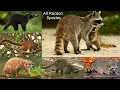 Download Lagu All Racoon species / types of racoon / racoon / coons