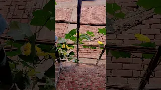 زهرة جميلة تنير سطح المنزل 