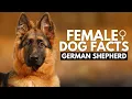 12 Fascinating Facts About Female German Shepherds is Beautiful