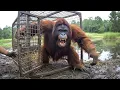 Download Lagu Watch These Animals Being Freed For The First Time