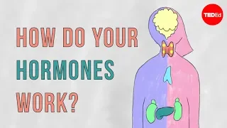 Download How do your hormones work - Emma Bryce MP3