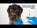 Pet owners urged to update vaccinations before outdoor activities
