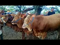 Lagu 15500‼️ FULL SAPI BAKALAN JOGROG PERSIAPAN QURBAN SEPI PEMBELI || Pasar jatirogo