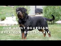 Our Imported Rottweiler Stud Guardian Apex Von Gottschalk