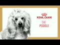 Royal Canin - Poodle Nutrition