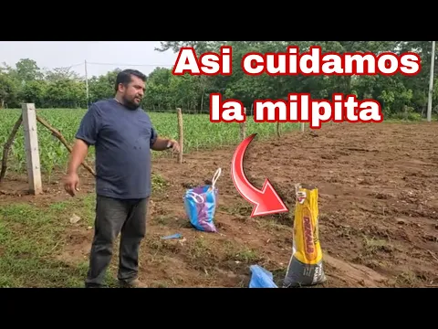 Download MP3 Asi Cultivamos la milpa nuestra primer cosecha del año así la trabajamos