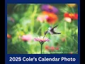 Learn More About Hummingbird Migration 2024