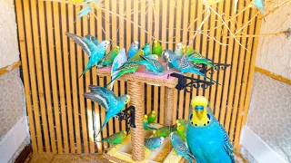 I Built a DIY Bird Feeder for My Aviary - Then Found a Surprise Baby Budgie!