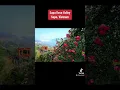 Download Lagu Rose Valley. Sapa. Lao Cai. Vietnam